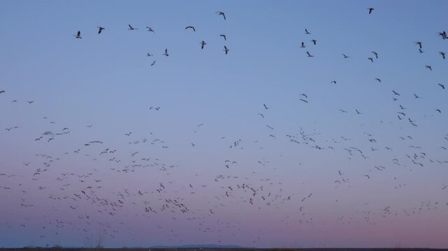 Snow Geese Flock Flying in a Circle at Bosque Del Apache NM