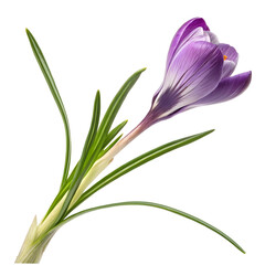 Purple crocus bloom with slender green leaves on clean background