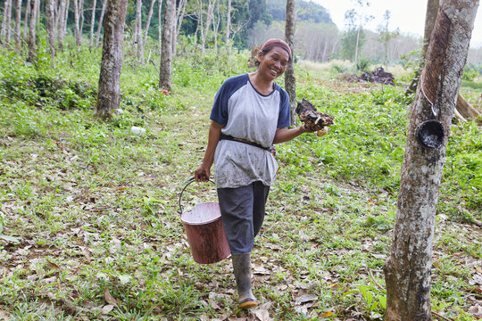 Asian woman collecting natural latex from rubber tree on field