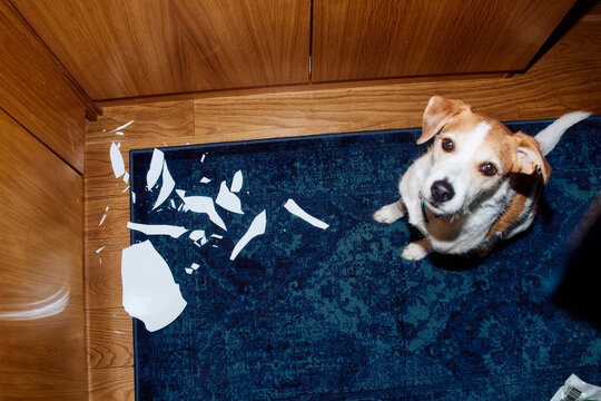 Dog sits near the broken plate