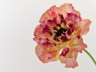 オレンジ色のラナンキュラス・シャルロット の花