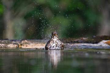 Song thrush (Turdus philomelos)