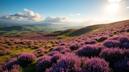 Rolling hills blanketed in blooming heather, purple and green blending under a bright summer sky, soft sunlight enhancing the beauty of the vast landscape.