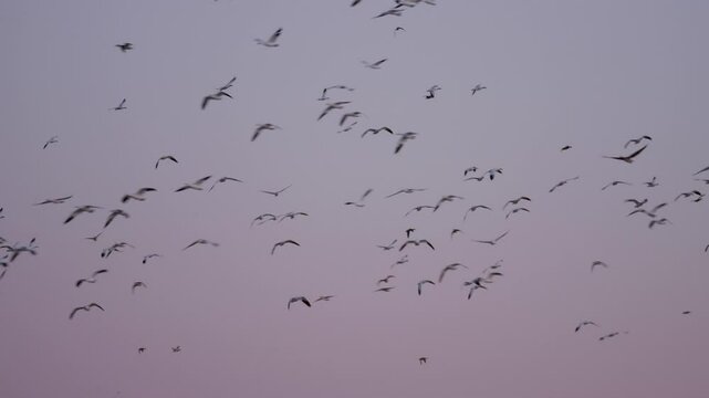 Snow Geese Flock Flying in a Circle
