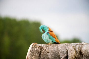 European roller (Coracias garrulus) bird.