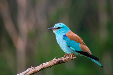 European roller (Coracias garrulus) bird.