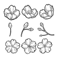 Hand Drawn Sakura Elements Outline. Vector illustration about Nature.