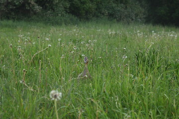 Duck in the dandylion flowers on green grass