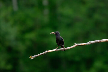 Common starling or European starling