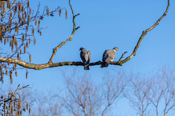 a pair of pigeons sitting on a branch in a tree. two wild birds sitting high in a tree.