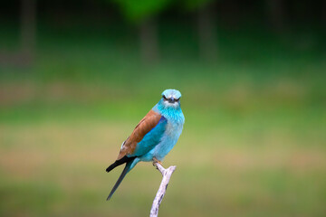 European roller (Coracias garrulus) bird.