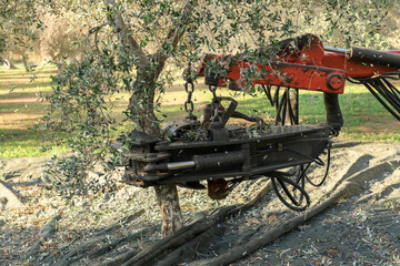 Harvesting olives using modern agricultural machinery