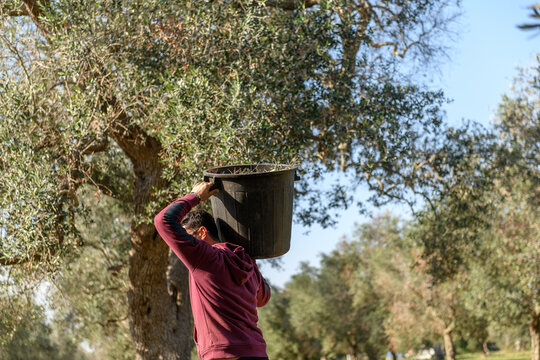 Worker gathering olives in Puglia 
