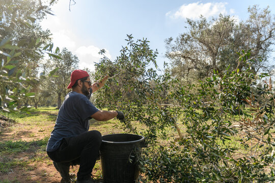 A farm worker picks olives from the broken branch of the tractor