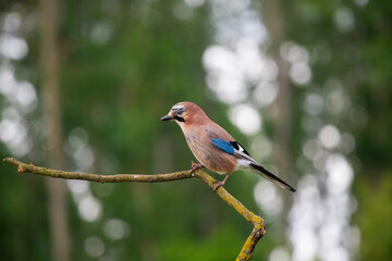 Eurasian Jay, Garrulus glandarius sitting on a branch