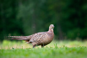 Common pheasant (Phasianus colchius) in green field