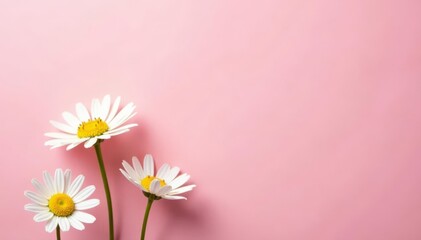 White chamomile blossoms, pink backdrop Simple spring aesthetic , daisy, flowers