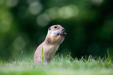 Funny ground squirrel