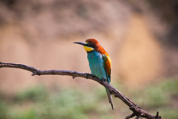 European bee eater, Merops apiaster. Common bee-eater. Close-up