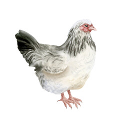 White black chicken hen watercolor isolated illustration. Realistic farm bird hand drawn clipart for farming designs and rustic organic products