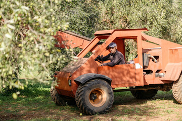 Worker driving a olive tree shaker during olive collection