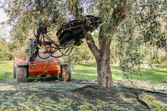 Olive harvesting with a olive tree shaker - Powered by Adobe