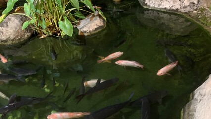 Fototapeta premium tilapia fish swimming under​ water in the pond​ during night hours