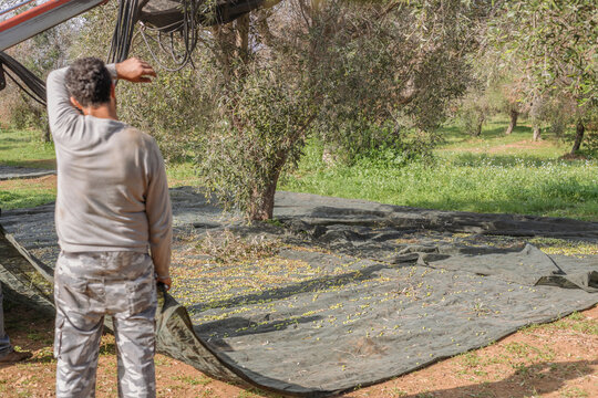 Farmer wipes sweat from his forehead while harvesting olives