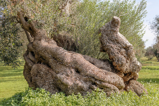 Century-old olive tree affected by the bacterium xylella fastidiosa 