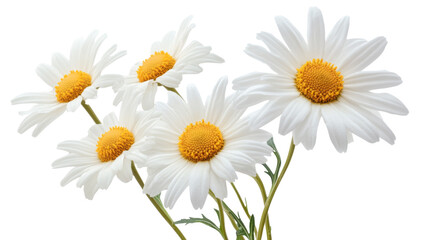 Fototapeta premium Bouquet of white daisies with yellow center on transparent background