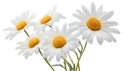 Bouquet of white daisies with yellow center on transparent background