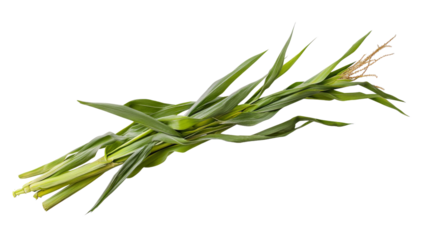 Fresh green corn stalks with tassel on transparent background