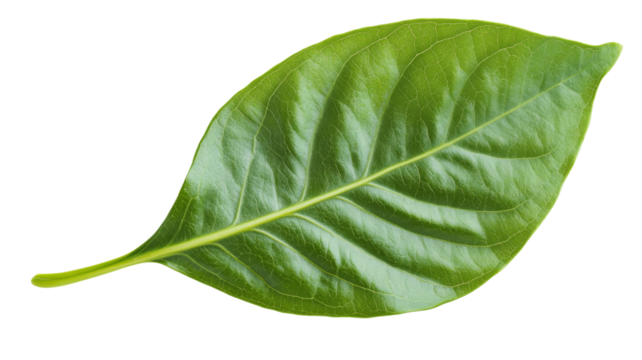 Vibrant green leaf showing detailed veins on transparent background