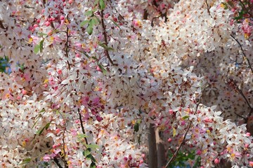 A Blossom Cassia Bakeriana with Pink Flower Cassia Bakeriana or commonly known as Pink Lotus, Pink Wishing Plant, Pink Herb, Romantic Flower