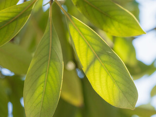 春の日差しに輝く木の葉03