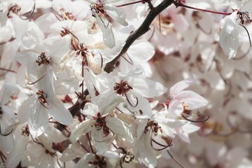 A Blossom Cassia Bakeriana with Pink Flower Cassia Bakeriana or commonly known as Pink Lotus, Pink Wishing Plant, Pink Herb, Romantic Flower