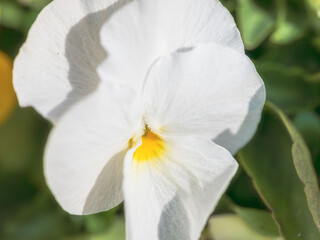 ビオラ　白い色の花のアップ01