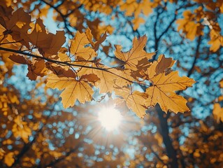 Obraz premium Autumn scene, fall, trees and leaves in sun light nature romantic landscape