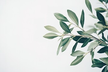 Fototapeta premium Elegant Olive Branch with Lush Green Leaves on White Background - Botanical Illustration