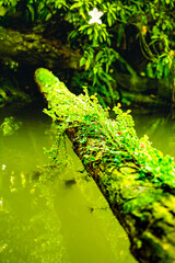 Natural Series : Logs and climbing plants placed over a small pond in the garden