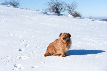 Dog enjoying a snowy landscape while sitting on a bright winter day