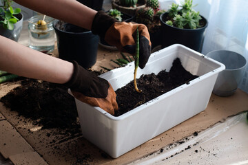 A gardener in protective gloves carefully transplants a young seedling with exposed roots into...