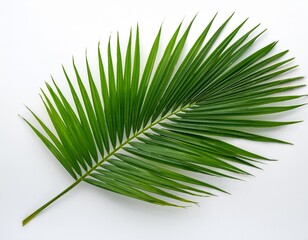Obraz premium Vibrant green palm frond against a bright white backdrop. A symbol of tropical paradise and summer.