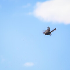 Fantail, also known as pīwakawaka in Māori, flying and catching small insects in the air. Castlepoint. New Zealand.