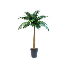 Obraz premium Single Potted Palm Tree on Transparent background