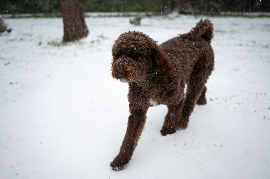Dog walking and playing in the snow