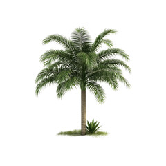 Isolated Tropical Palm Tree with Lush Green Fronds and Small Plant at Base on Transparent background