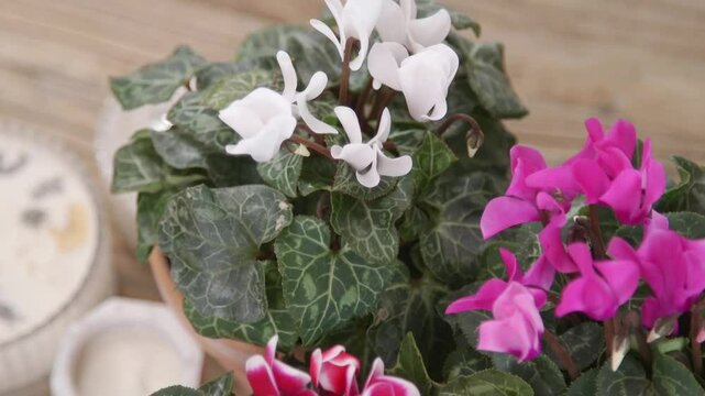 Close-up of delicate white and pink cyclamen flowers with lush green variegated leaves in a cozy indoor setting.