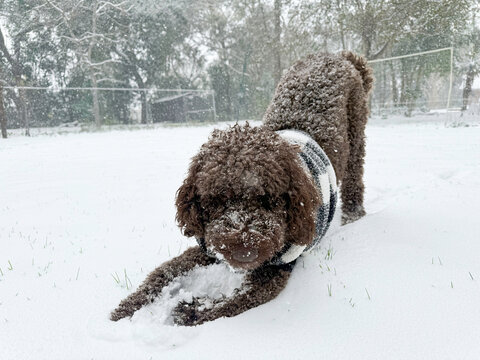 Dog walking and playing in the snow
