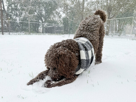 Dog walking and playing in the snow